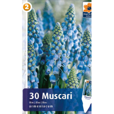 Семена Мускари armeniacum Blue (R. De Ree)
