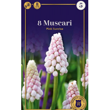 Семена Мускари Pink Sunrise (R. De Ree)