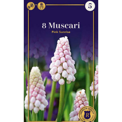 Семена Мускари Pink Sunrise (R. De Ree)
