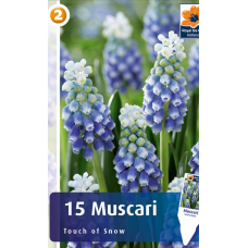 Семена Мускари Touch of Snow (R. De Ree)