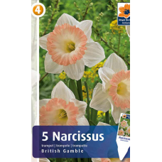 Семена Нарциссы British Gamble (R. De Ree)