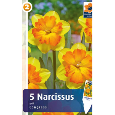 Семена Нарциссы Congress (R. De Ree)