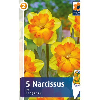 Семена Нарциссы Congress (R. De Ree)