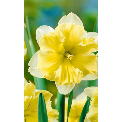 Семена Нарциссы Frileuse (Lefeber)