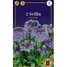 Семена Сцилла peruviana (R. De Ree)