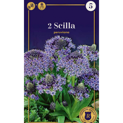 Семена Сцилла peruviana (R. De Ree)