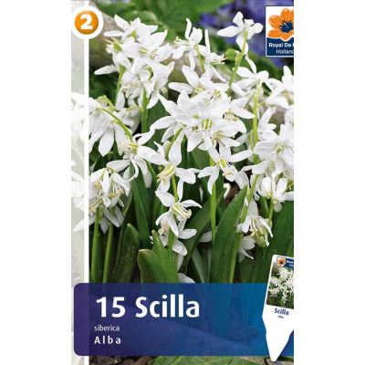 Семена Сцилла siberica Alba (R. De Ree)