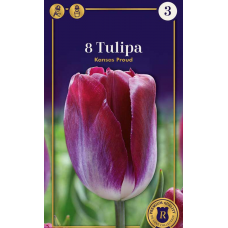 Семена Тюльпаны Kansas Proud (R. De Ree)