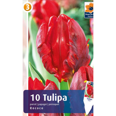 Семена Тюльпаны Rococo (R. De Ree)