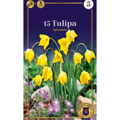Семена Тюльпаны Sylvestris (R. De Ree)