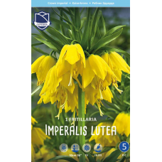 Семена Фритиллярия imperalis Lutea (Lefeber)
