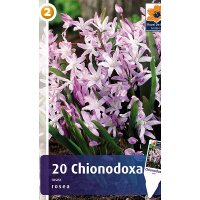 Семена Хионодокса Rosea (R. De Ree)