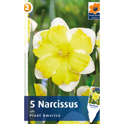 Семена Нарциссы Plant America (R. De Ree)