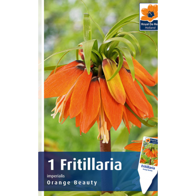 Семена Фритиллярия Imperialis Orange Beauty (R. De Ree)