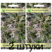 Горчица салатная Краснолистная, 1г (W.Legutko, Польша) -2шт