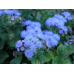 Агератум мексиканский низкорослый Голубое море 0,15г (Satimex, Германия) -2шт