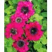 Петуния гибридная превосходнейшея Екатерина, 7 гранул (Cerny Seed, Чехия) -2шт