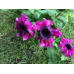 Петуния гибридная превосходнейшая Черный триумф, 7 гранул (Cerny Seed, Чехия) -2шт