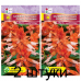 Сальвия блестящая Сальса лососевая, 10 семян (Cerny Seed, МССО) -2шт Сальвия блестящая Сальса лососевая, 10 семян (Cerny Seed, МССО) -2шт