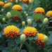 Семена. Бархатцы откл Глаза тигра 0.5г -2шт