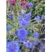 Василек низкорослый Краски лета, смесь оттенков, 1г (Satimex, МССО) -2шт