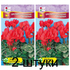 Семена. Цикламен персидский Пурпурный 4шт -2шт