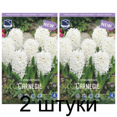Семена. Гиацинты Carnegie (Lefeber) -2шт