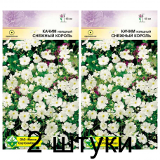 Семена. Качим изящный Снежный король 0.5г -2шт