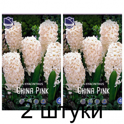 Семена. Гиацинты China Pink (Lefeber) -2шт