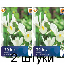Семена. Ирис Hollandica White Van Vliet (R. De Ree) -2шт