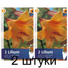 Семена. Лилия African Queen (R. De Ree) -2шт