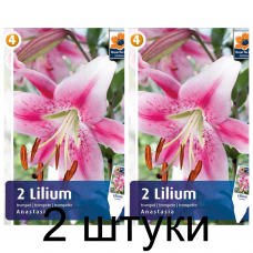 Семена. Лилия Anastasia (R. De Ree) -2шт