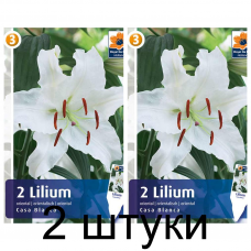 Семена. Лилия Casa Blanca (R. De Ree) -2шт