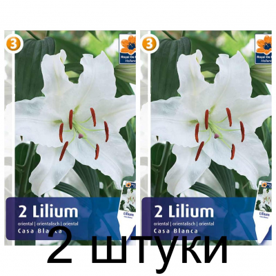 Семена. Лилия Casa Blanca (R. De Ree) -2шт