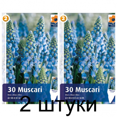 Семена. Мускари armeniacum Blue (R. De Ree) -2шт