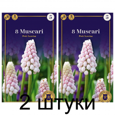 Семена. Мускари Pink Sunrise (R. De Ree) -2шт