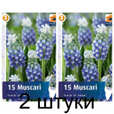 Семена. Мускари Touch of Snow (R. De Ree) -2шт