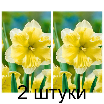 Семена. Нарциссы Frileuse (Lefeber) -2шт