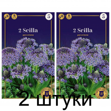 Семена. Сцилла peruviana (R. De Ree) -2шт