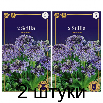 Семена. Сцилла peruviana (R. De Ree) -2шт