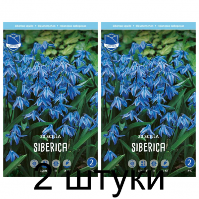 Семена. Сцилла siberica (Lefeber) -2шт