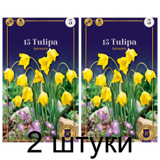 Семена. Тюльпаны Sylvestris (R. De Ree) -2шт