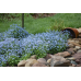 Незабудка альпийская Голубое кружево, 0.2г (Q-Agro - МинскСортСемОвощ) -2шт