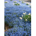 Незабудка альпийская Голубое кружево, 0.2г (Q-Agro - МинскСортСемОвощ) -2шт