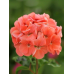 Пеларгония зональная Полина F1, семена 4шт (Cerny Seed, Чехия) -2шт