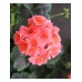 Пеларгония зональная Полина F1, семена 4шт (Cerny Seed, Чехия) -2шт