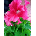 Петуния гибридная бахромчатая Афродита розовая F1, 7 гранул (Cerny Seed, Чехия) -2шт
