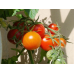 Томат низкорослый Белый налив 241, 20 семян (Селекция Молдова) -2шт