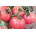 Томат розовый Дикая роза, 15 семян (селекция Россия, Ростов-на-Дону) -2шт