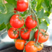 Томат ультраранний Куманёк F1, 15 семян (селекция Молдова) -2шт